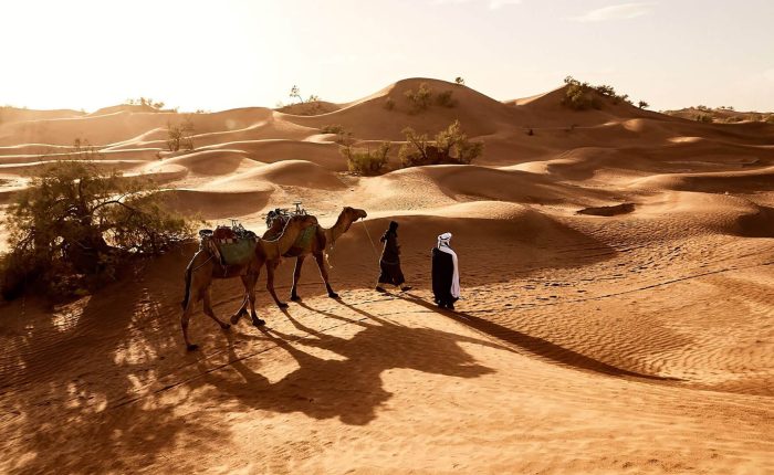 Two people in traditional Berber clothing lead two camels through the Sahara Desert at Lihudi in Morocco. Desert plants grow out of the sand here and there. The small dune formations behind the people and camels roll in waves, the low light creating long shadows.