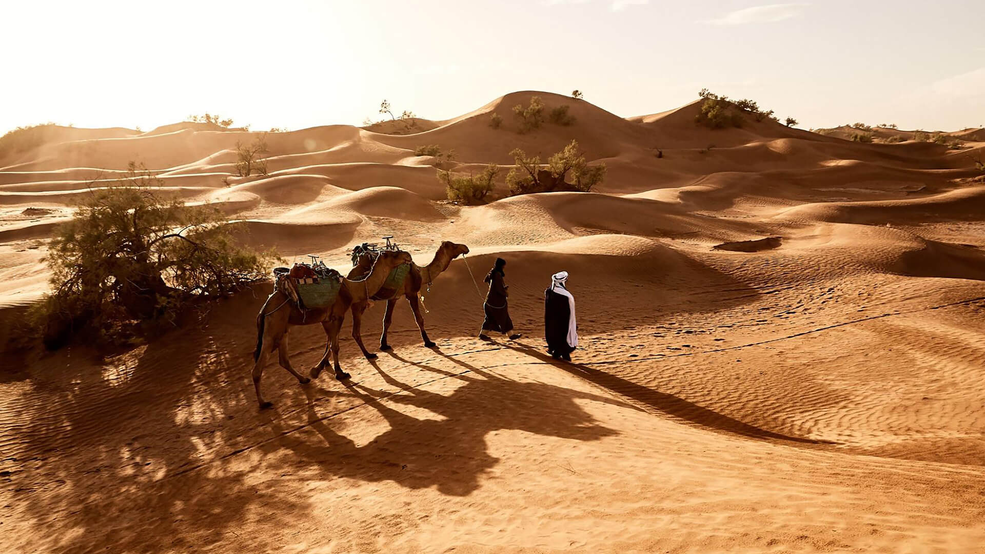 Two people in traditional Berber clothing lead two camels through the Sahara Desert at Lihudi in Morocco. Desert plants grow out of the sand here and there. The small dune formations behind the people and camels roll in waves, the low light creating long shadows.